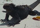 Black Iguana  Iguana nera delle Galapagos